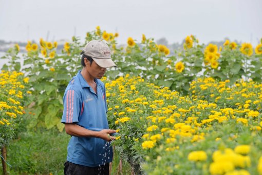 Làng hoa An Thạnh tất bật vào vụ Tết