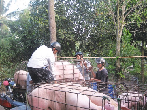 Cơ hội tái đàn heo sau dịch bệnh