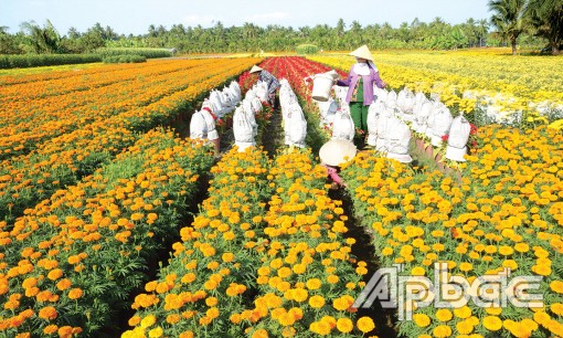 Hoa Tết: Nhộn nhịp từ làng ra chợ