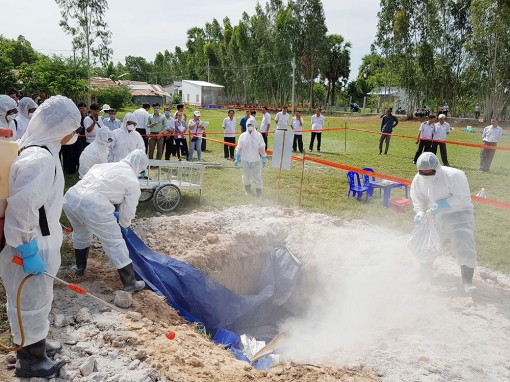 An Giang hết dịch tả heo Châu Phi