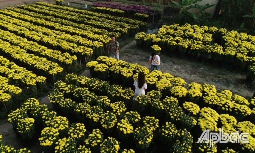 "Chở" tết về nhà