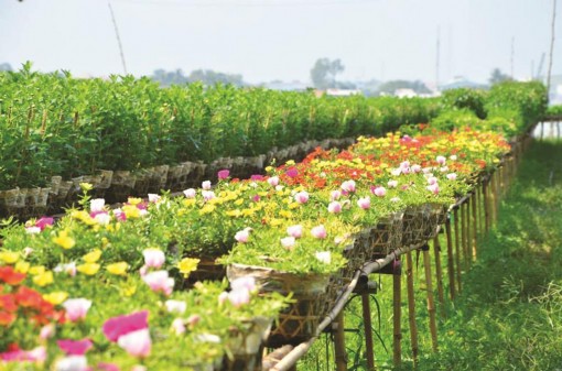 Đặc sắc làng hoa Tết