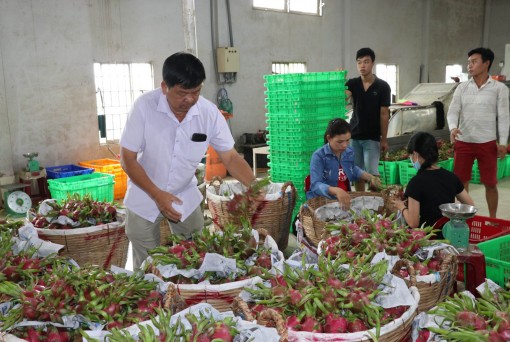 Thanh Long rớt giá do ảnh hưởng dịch virus corona