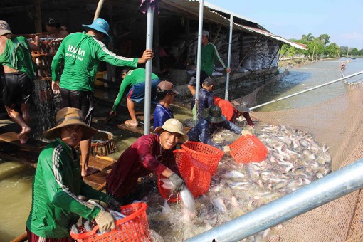 Ngành hàng cá tra với nhiều kỳ vọng trong năm 2020