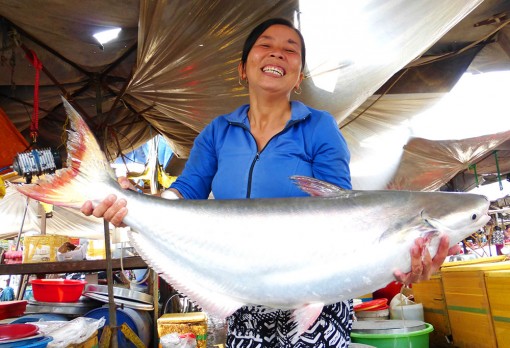 Cá bông lau cắt khúc 500.000 đồng/kg