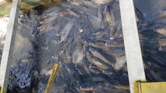 Gần 24 tấn cá nuôi chết trên sông Cái Vừng
