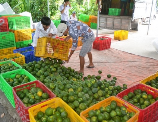 "Cứu" nông sản trước nạn dịch bệnh do vi rút corona