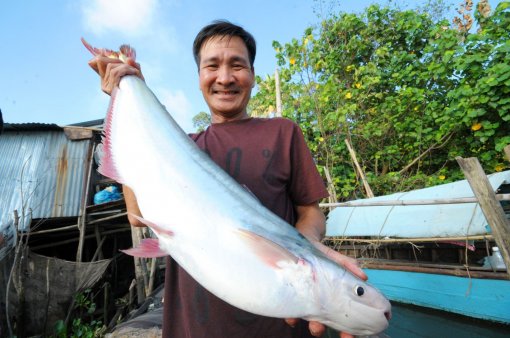 Cá bông lau hơn 400.000 đồng/kg thương lái tranh nhau mua