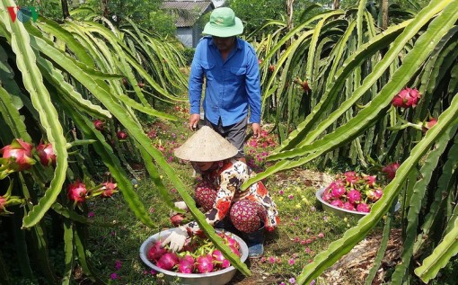 Thu mua thanh long cao hơn giá thị trường để gỡ khó cho bà con