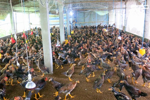 Triển khai quyết liệt các giải pháp phòng, chống bệnh cúm gia cầm