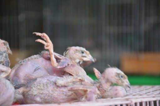 Long An chỉ đạo tăng cường quản lý, bảo vệ động vật hoang dã, phòng tránh virus Corona