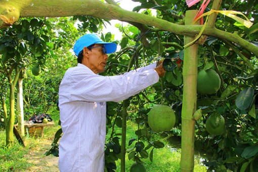 Giá bưởi da xanh giảm