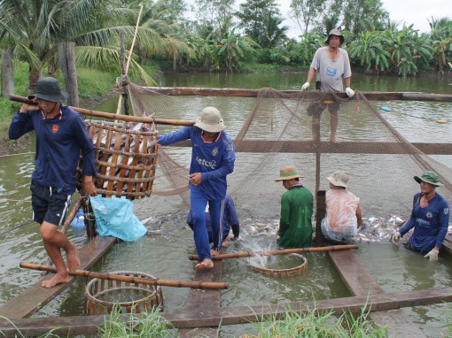 Giá cá tra nguyên liệu giảm còn ở mức thấp