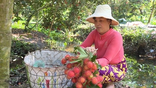 Chôm chôm chín đỏ, thương lái không đến mua