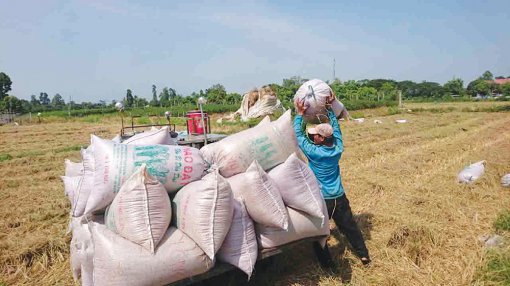 Nghiên cứu giải pháp thúc đẩy xuất khẩu gạo