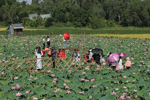 Hiệu quả chuyển đổi từ trồng lúa sang trồng sen