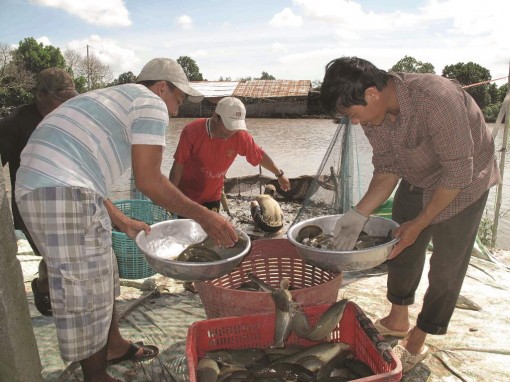 Liên kết sản xuất để nông sản được tiêu thụ tốt hơn