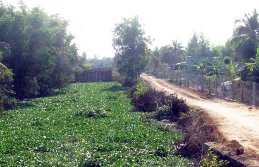 Long An: Độ mặn tại một số địa phương đã lên mức báo động