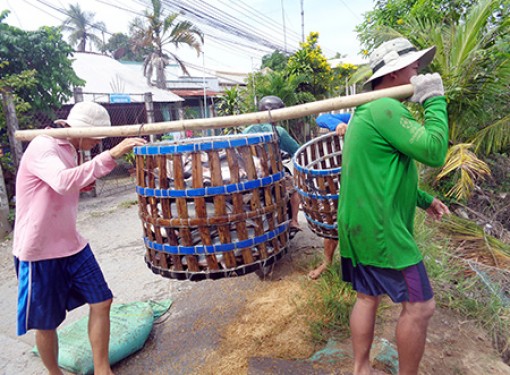 Nỗi buồn người nuôi cá tra