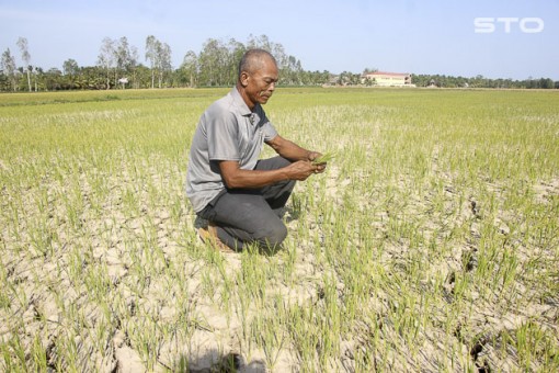 Lúa Đông - Xuân muộn ảnh hưởng nghiêm trọng do hạn, mặn