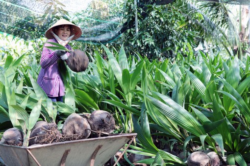 Lối mở cho sản xuất cây giống