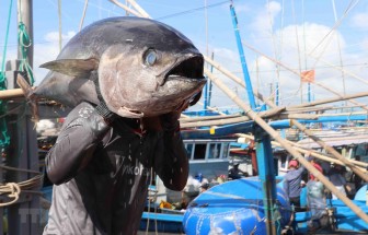 Hợp tác quốc tế, tạo thương hiệu cho cá ngừ Việt Nam