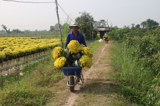 Đồng Tháp: Xây dựng Làng hoa Sa Đéc thành 1 trong 10 Làng Văn hóa Du lịch của cả nước