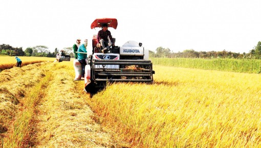 Lúa đông xuân trúng mùa, nhưng giá thấp