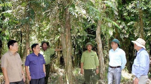 “Báo động đỏ” lâm phần rừng tràm Cà Mau