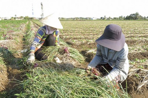 Đạt chứng nhận VietGAP giúp hành tím “vươn xa”