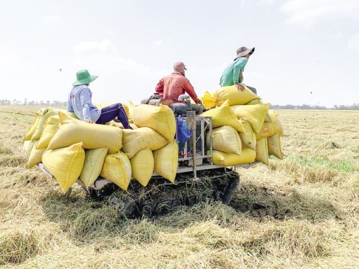 Gần 29.700ha lúa mùa, đông xuân ở ĐBSCL bị ảnh hưởng do hạn hán, xâm nhập mặn