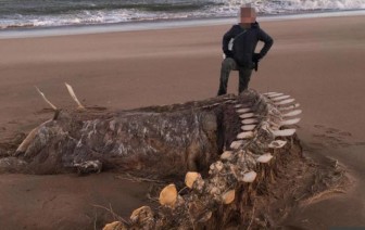 Bí ẩn bộ xương khổng lồ trên bờ biển, bị đồn là 'quái vật hồ Loch Ness'