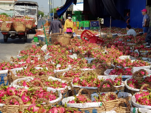 Thanh long tăng giá mạnh trở lại