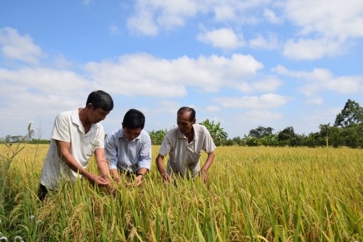 Cần Thơ: Nông dân Phong Điền được mùa lúa đông xuân