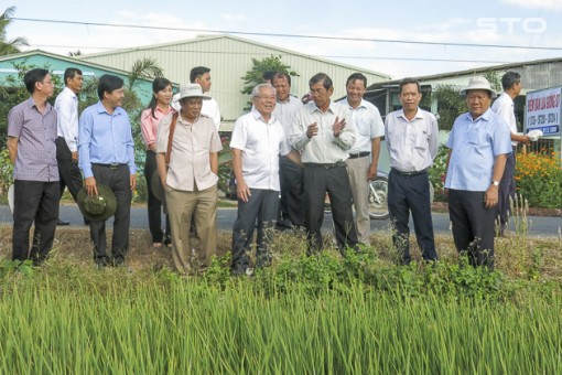 Cần có giải pháp phát triển và bảo hộ tốt thương hiệu sản phẩm gạo chính thống ST25