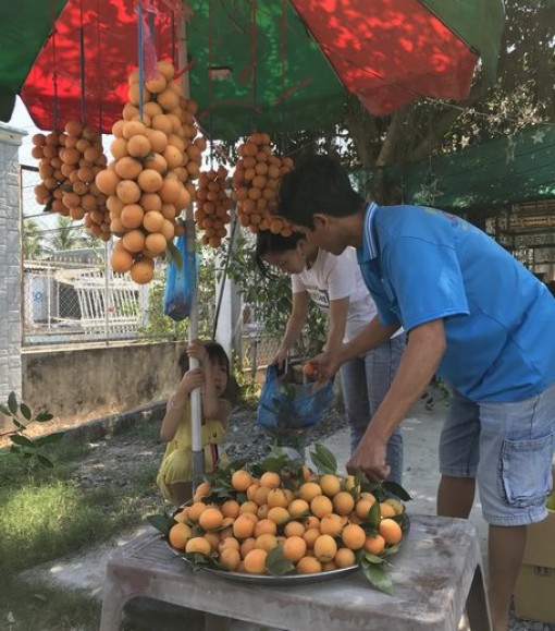 Trái thanh trà sản lượng khá, giá cao