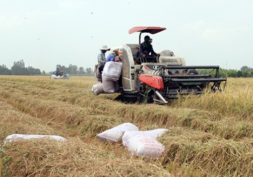 Thu hoạch hơn 2.800ha lúa Đông xuân