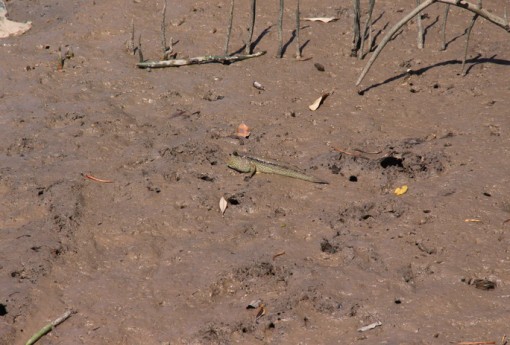 Loài cá bé nhỏ biết... leo cây được Cà Mau nghiên cứu bảo tồn và phát triển