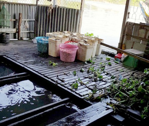 An Giang: Vận động di dời các bè nuôi cá trên khu vực sông Cái Vừng