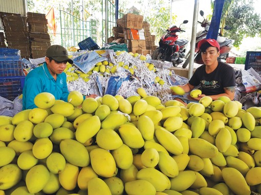 Hỗ trợ nông dân tiêu thụ nông sản