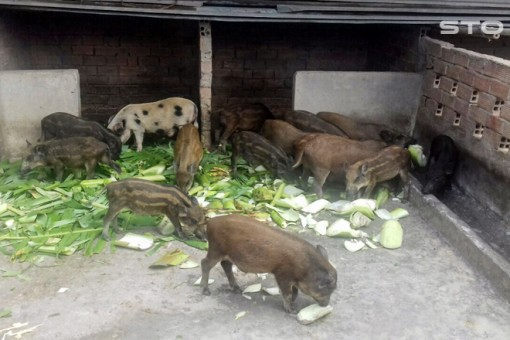 Sóc Trăng công bố hết dịch bệnh dịch tả heo châu Phi