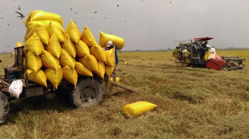 Giá lúa tăng từ 200-400 đồng/kg so với tuần trước