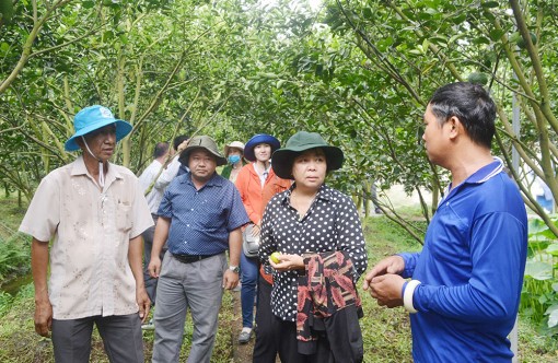 HĐND huyện Châu Thành: Khảo sát các mô hình chuyển đổi cơ cấu cây trồng