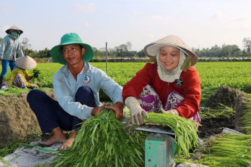 Liên kết hình thành chuỗi giá trị hàng hóa nông sản