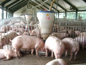 Giá heo hơi hôm nay 27-2: Miền Bắc lợn to 81.000 đ/kg, dân khó tái đàn