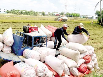 Xuất khẩu gạo “lập đỉnh” giữa cạnh tranh gay gắt