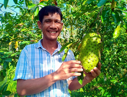 Đưa mãng cầu xiêm ra ruộng lại làm cả trà hữu cơ, không đủ bán