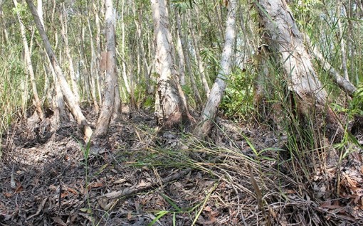 Tăng cảnh báo cháy cấp cao nhất toàn lâm phần rừng tràm Cà Mau