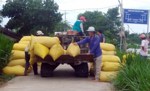 Giá lúa tăng cao, nông dân phấn khởi