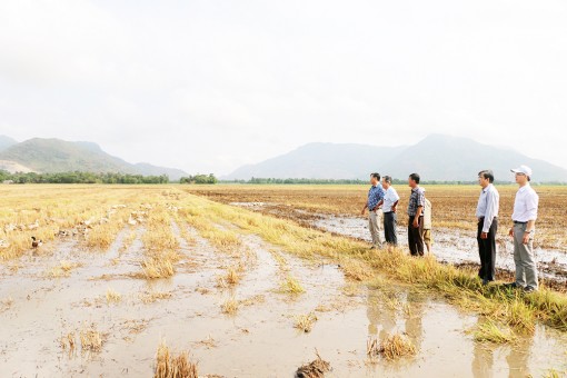 An Giang chưa xảy ra dịch cúm gia cầm